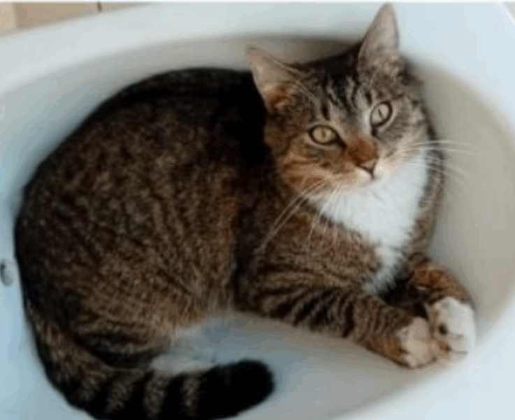 Zaginął kot Wiesiu