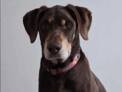 GLIWICE ZAGINĄŁ PIES