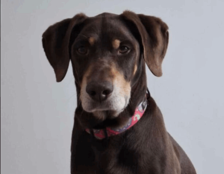 GLIWICE ZAGINĄŁ PIES