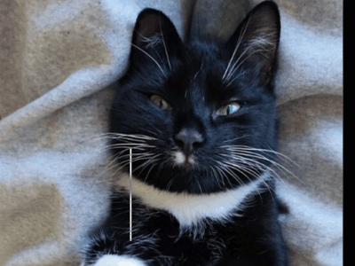 Zaginęła roczna kotka Milka