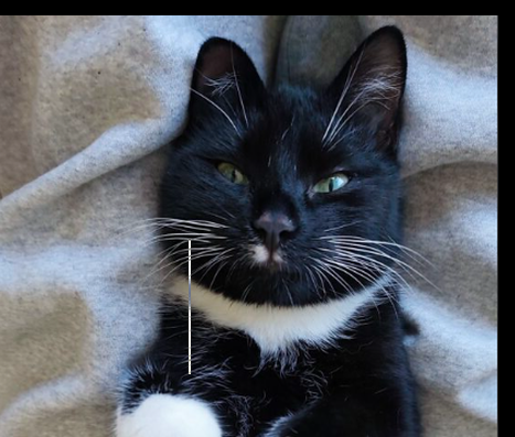 Zaginęła roczna kotka Milka