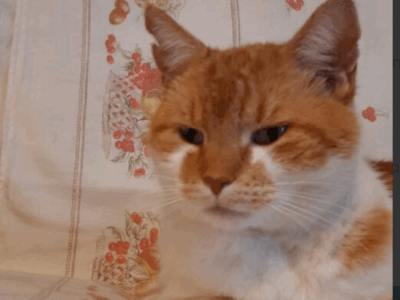 Zaginął kot Rudaszek