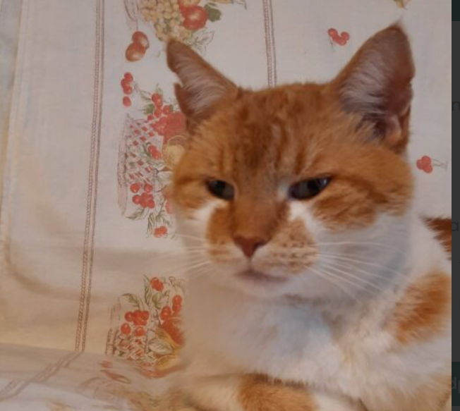 Zaginął kot Rudaszek