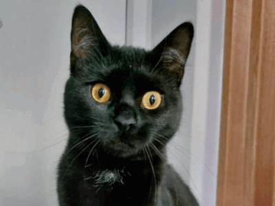 Zaginęła kotka Mewcia