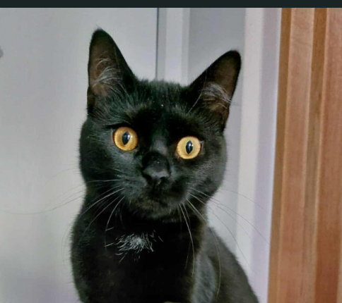 Zaginęła kotka Mewcia