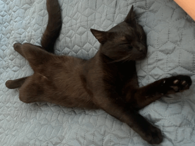 Zaginął Czarny Kotek