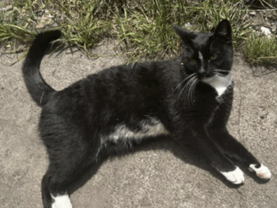 Zaginęła Kotka Cleo / Strzałka