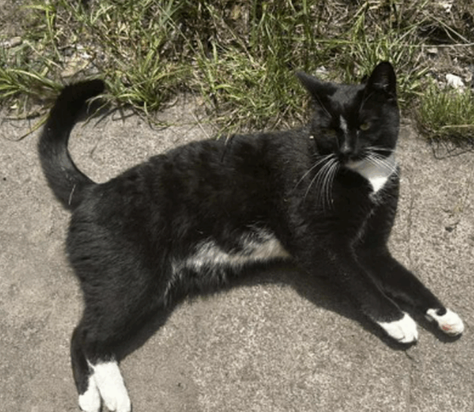 Zaginęła Kotka Cleo / Strzałka