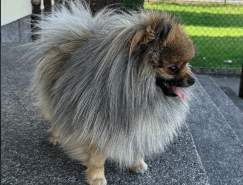 ‼️Zaginął Pomeranian‼️