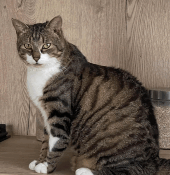 Zaginął kotek Miki