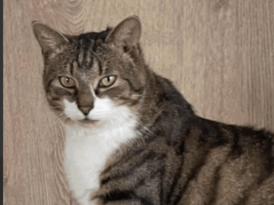 Zaginął kotek Miki