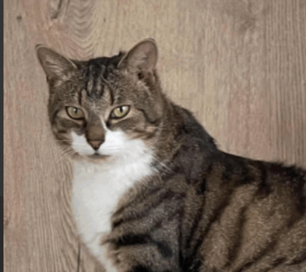 Zaginął kotek Miki