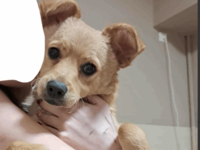 Zaginęła Sunia Bella