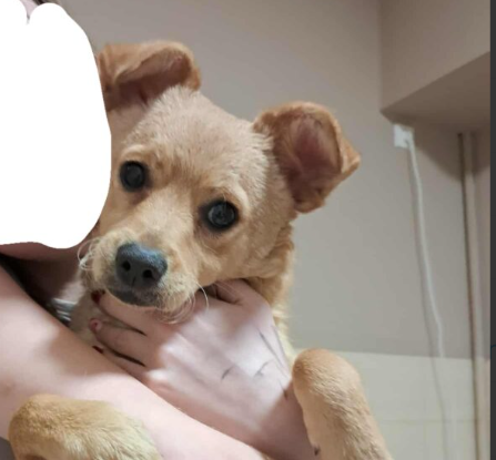 Zaginęła Sunia Bella