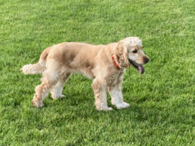 Zaginął Cocker Spaniel świętokrzyskie