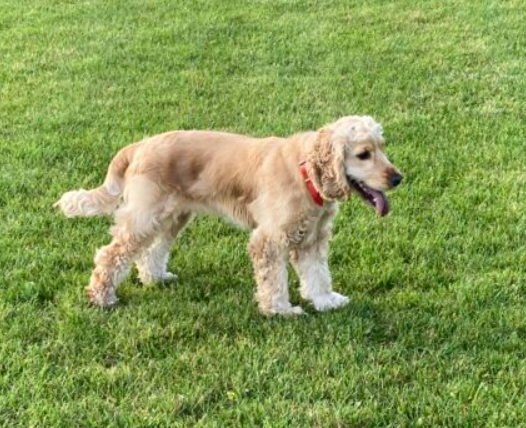 Zaginął Cocker Spaniel świętokrzyskie