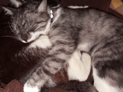 Zaginęła Kotka Katarzyna Walaszczyki koło Częstochowy!