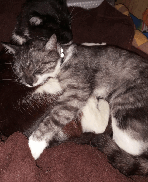 Zaginęła Kotka Katarzyna Walaszczyki koło Częstochowy!