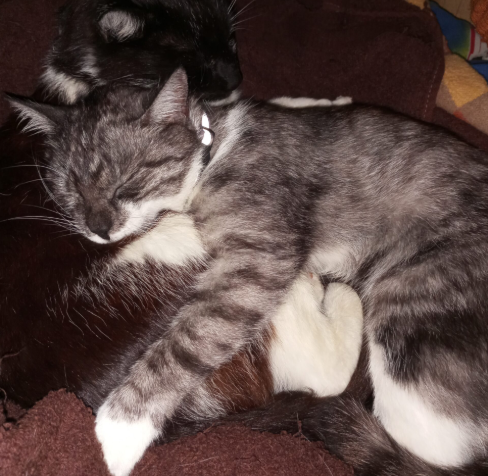 Zaginęła Kotka Katarzyna Walaszczyki koło Częstochowy!