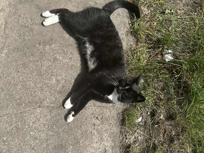 Zaginęła Kotka Cleo / Strzałka