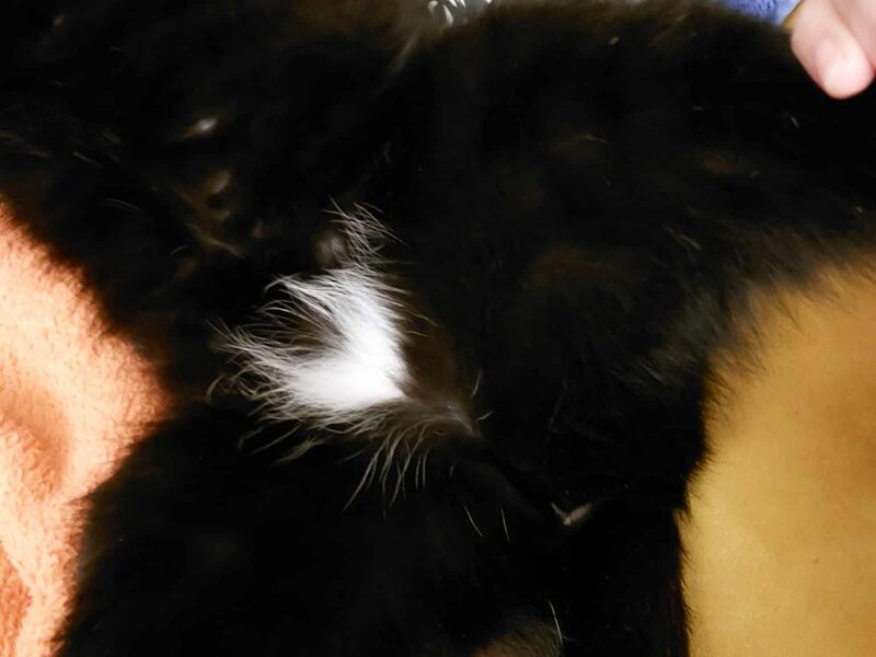 Zaginęła kotka Mewcia