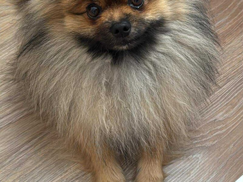 ‼️Zaginął Pomeranian‼️