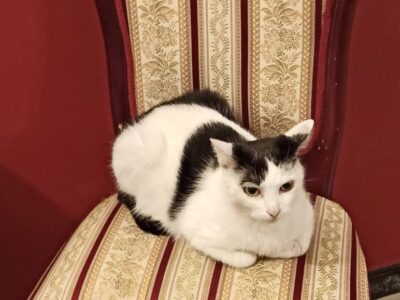 Zaginęła kotka Funia