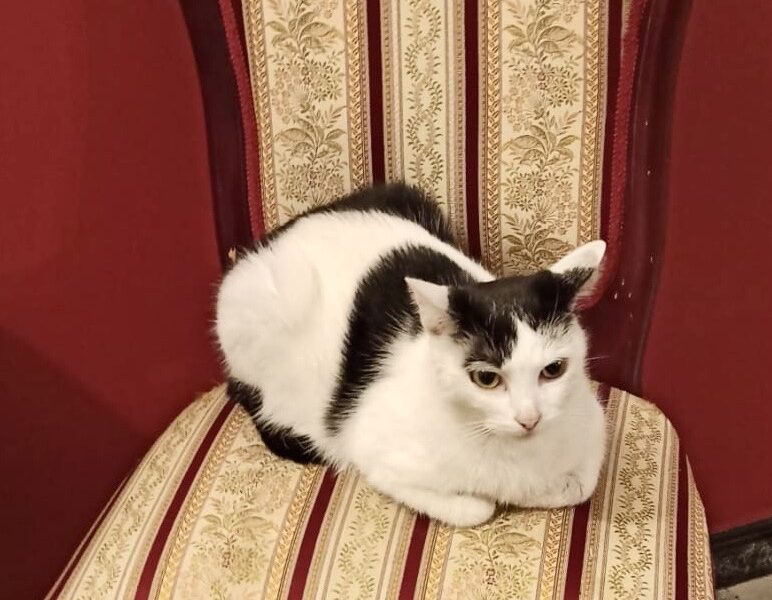 Zaginęła kotka Funia