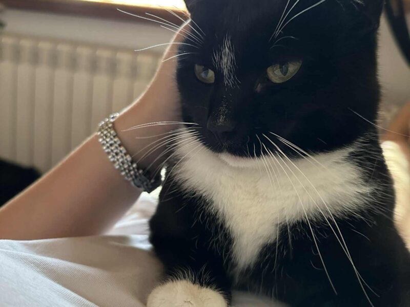 Zaginęła Kotka Cleo / Strzałka