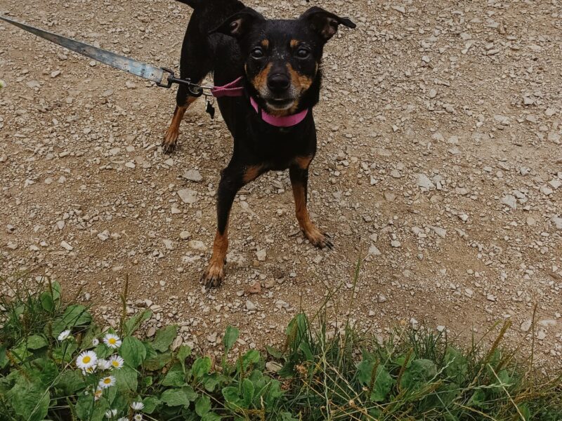 Zaginął piesek Fibi