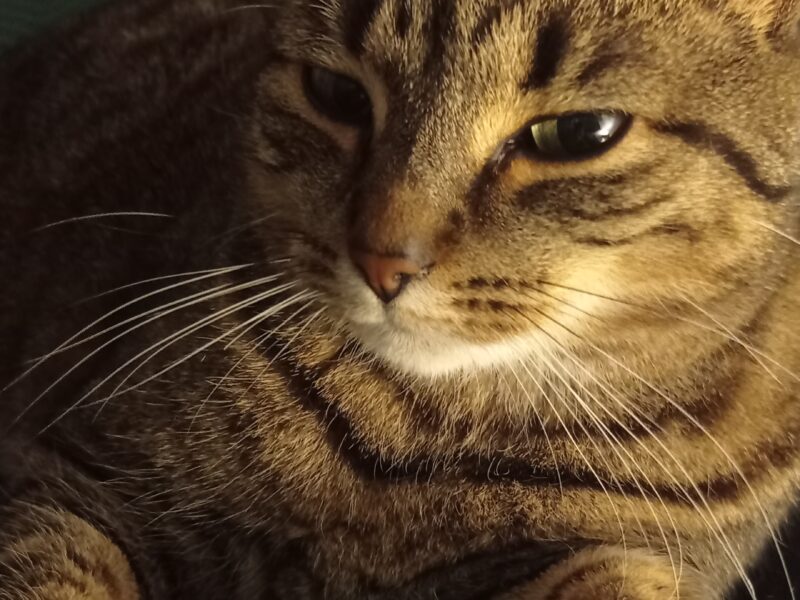 Zaginęła kotka Kaja