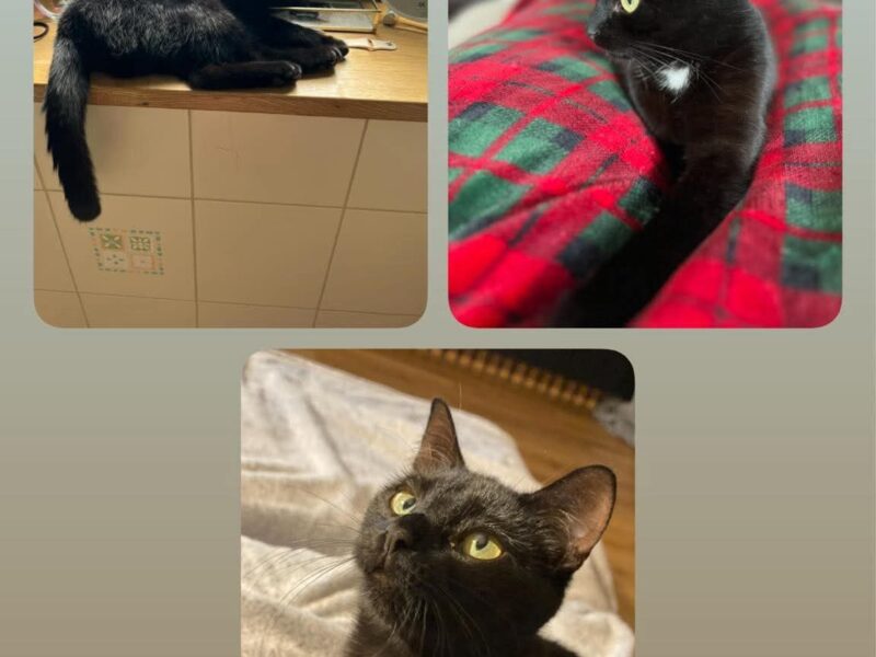 Zaginął Drako Zduńska Wola 09.09.25