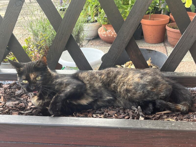 Zaginęła kotka Gdańsk ul. Nieborowska