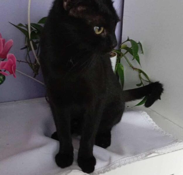 Pobiedziska zaginął kotek