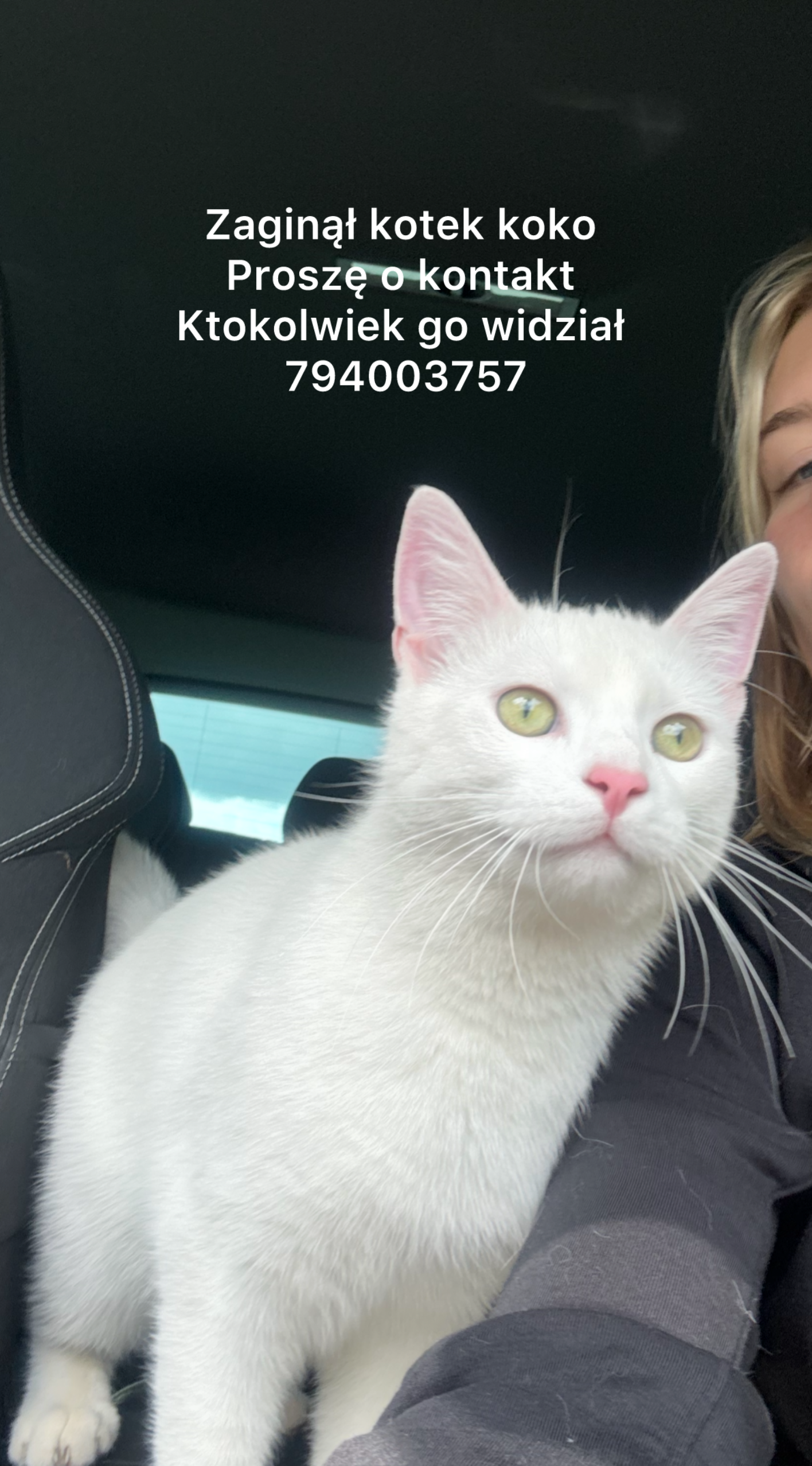 Zaginął kocurek Koko