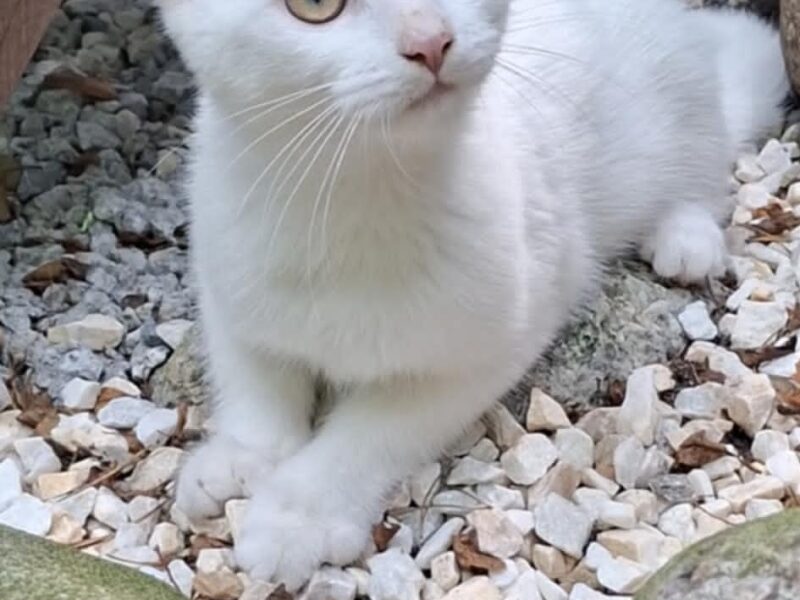 Zaginęła kotka Yennefer