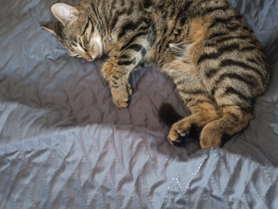 Zaginął Kot (Smolec / ul. Leszczynowa) [przewidziana nagroda]