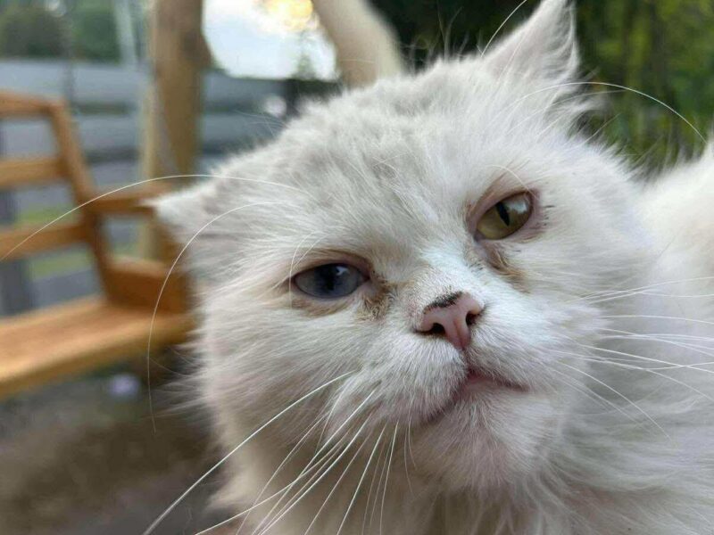 Zaginął Biały Kot Pusio