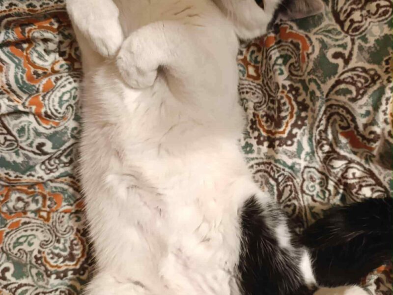 Zaginął czarno-biały kotek Kazik