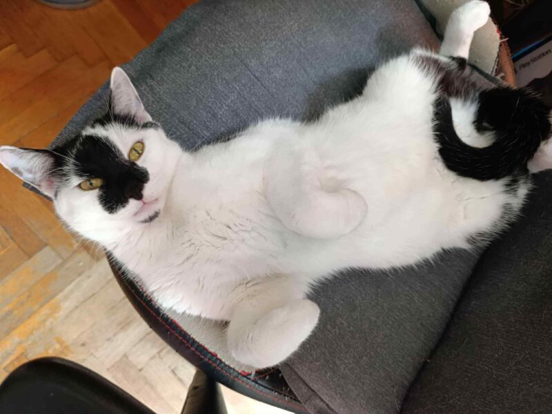 Zaginął czarno-biały kotek Kazik