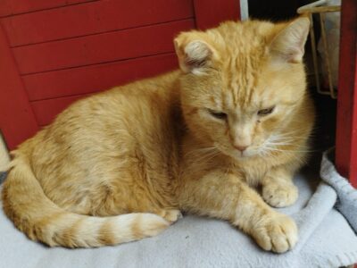 Zaginął rudy kot Remek