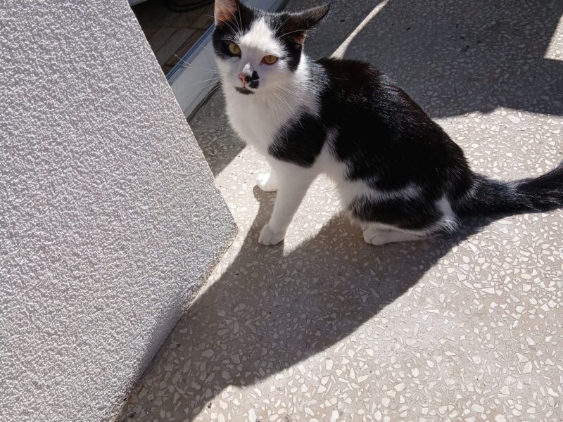 Zaginął kocur Oruś