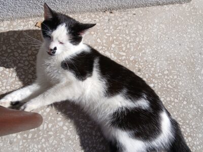 Zaginął kocur Oruś