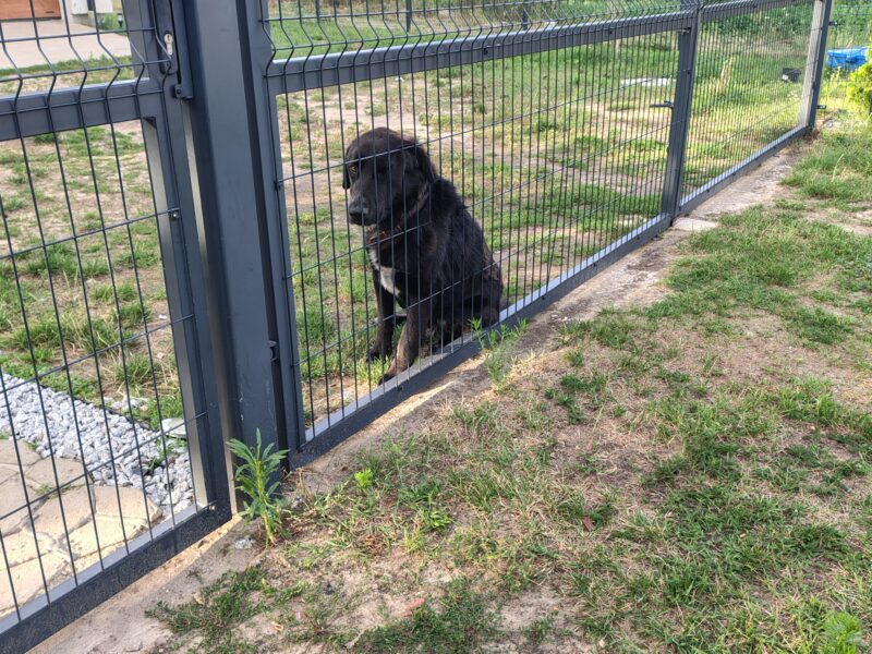 Zaginął piesek Batman