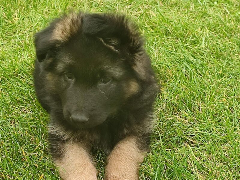 Zaginął szczeniak rasy Owczarek Niemiecki