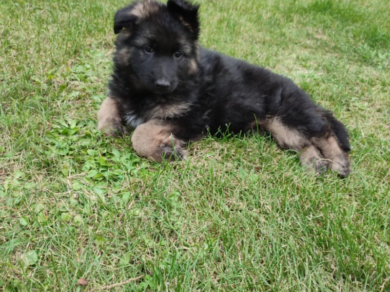Zaginął szczeniak rasy Owczarek Niemiecki
