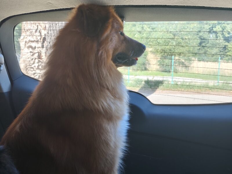 Zaginął piesek Tofik