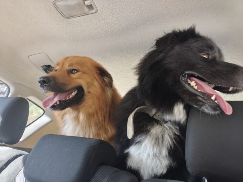 Zaginął piesek Tofik