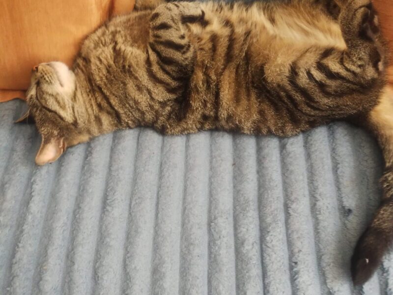 Zaginęła kotka Sonia