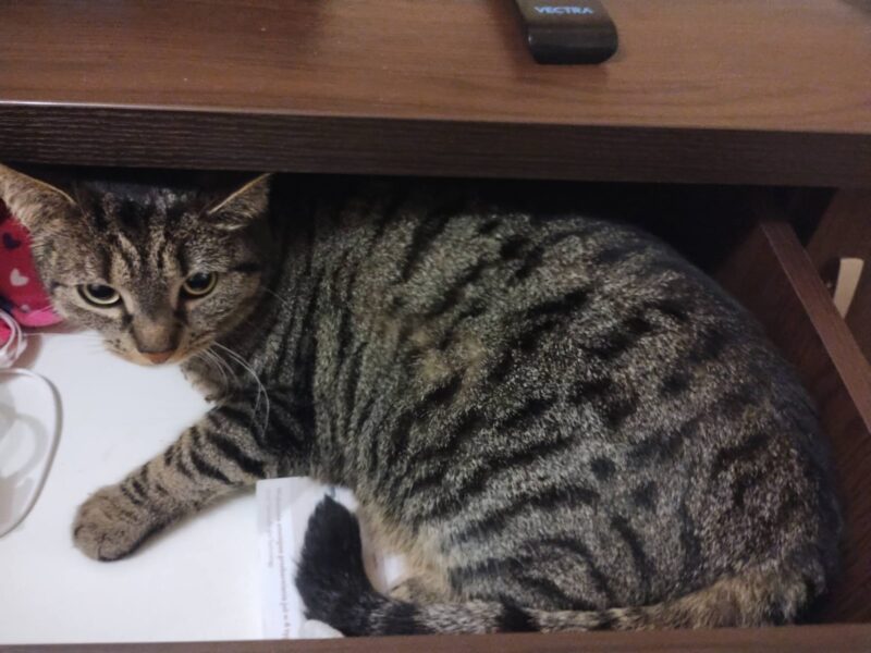 Zaginęła kotka Sonia